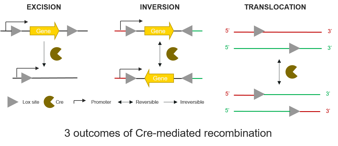 outcomes of cre mediated recombination 2