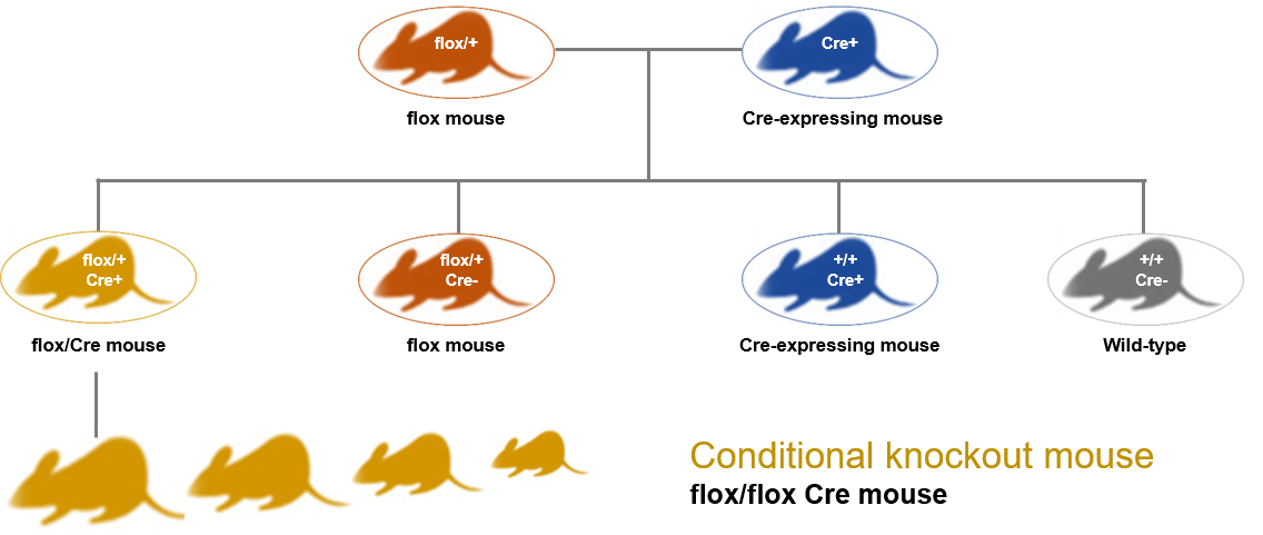 Conditional knockout mouse