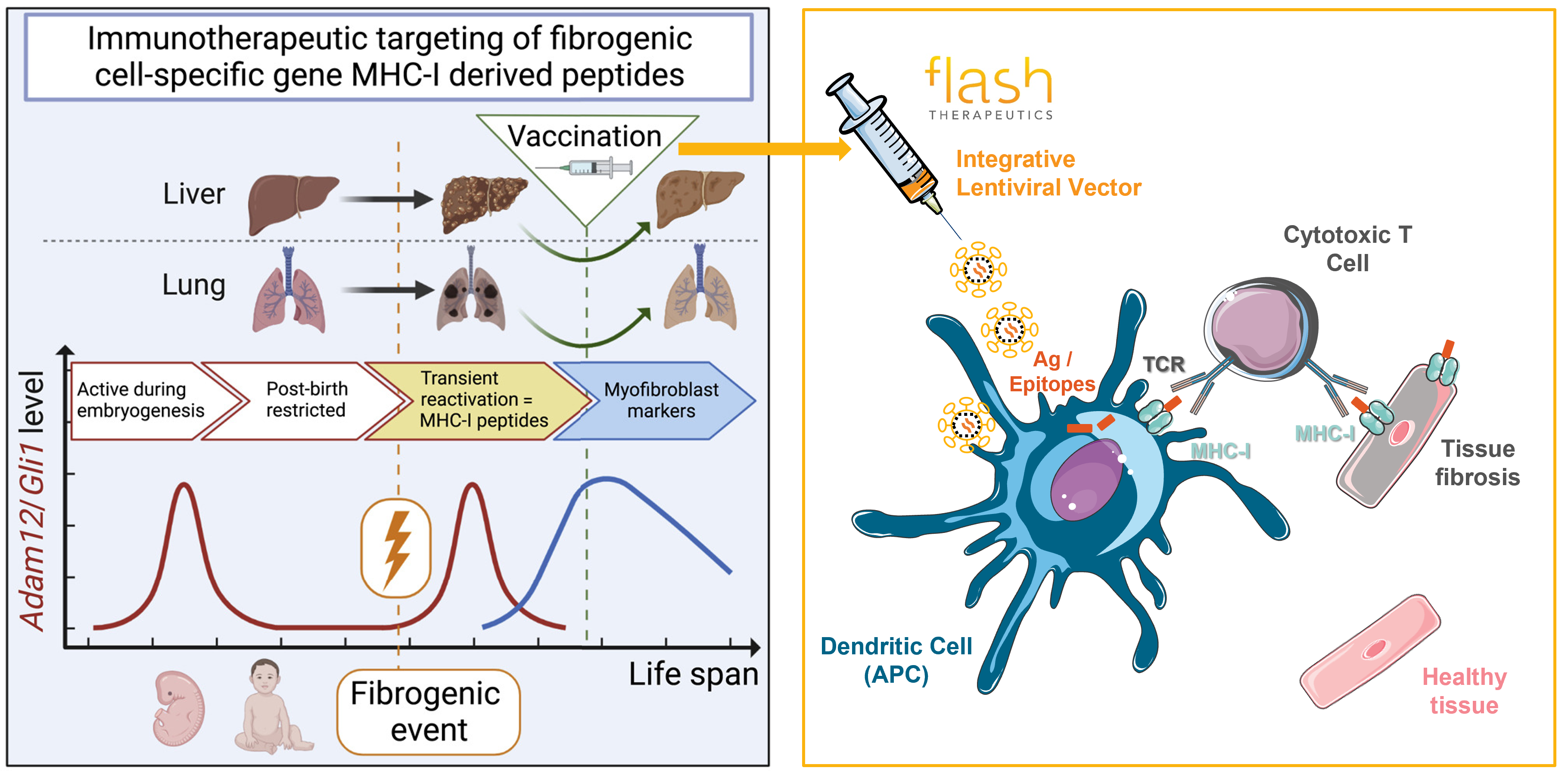 r363_9_immunotherapy-fibrosis-liver-lung-flashtherapeutics-viral-vectors.png