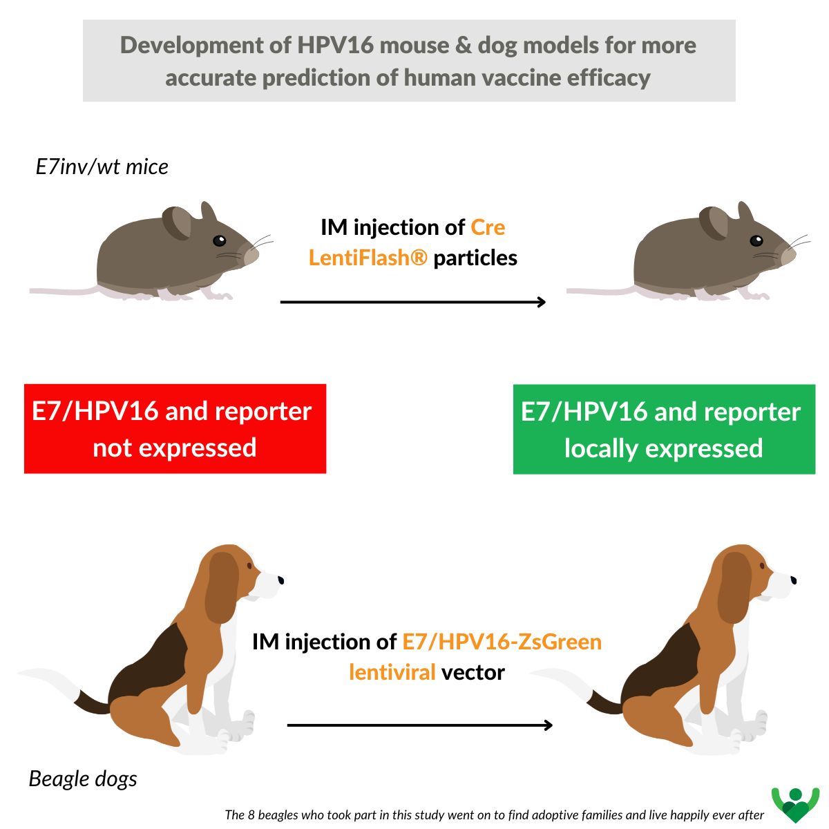 MAGENTA article : HPV16 vaccination & animal models